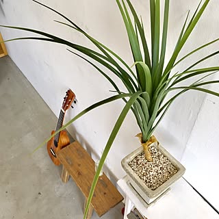 棚/人工観葉植物/フェイクグリーン/フェイクグリーンディスプレイ/観葉植物...などのインテリア実例 - 2016-10-14 10:59:28