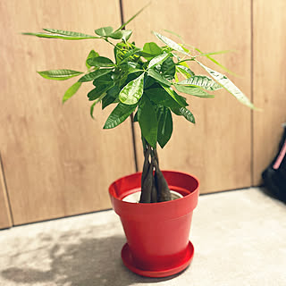 観葉植物のある部屋/観葉植物/観葉植物のある暮らし/赤/IKEA 雑貨...などのインテリア実例 - 2021-10-08 01:06:11