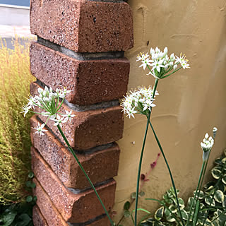 ニラの花/ニラ/いいね！ありがとうございます◡̈♥︎/玄関先/お花のある暮らし...などのインテリア実例 - 2020-09-18 16:13:18