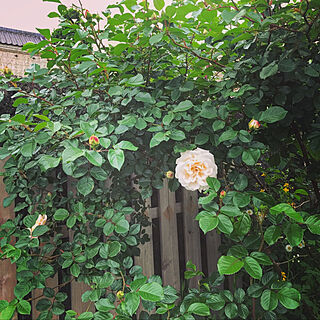 玄関/入り口/バラ/ガーデン/ナチュラルガーデン/私の庭...などのインテリア実例 - 2018-05-06 21:06:08