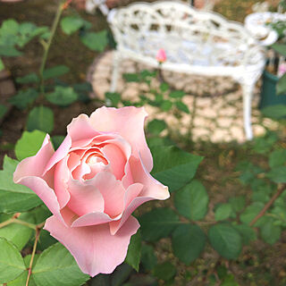 ピンクの薔薇/薔薇が好き/薔薇のある庭/ダフネ/玄関/入り口のインテリア実例 - 2021-11-06 12:11:22