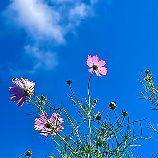 秋空/コスモス畑/コスモス/田舎/平屋...などのインテリア実例 - 2022-09-25 19:45:09