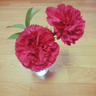 リビング/母の日のカーネーション/母の日/プレゼント/Aoyama Flower Marketのインテリア実例 - 2016-05-11 00:27:33