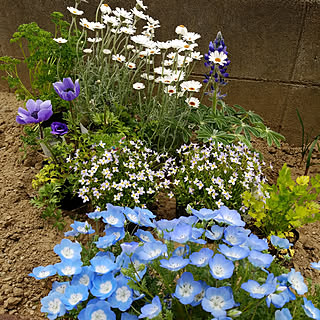 アネモネ ネモフィラのインテリア実例 Roomclip ルームクリップ