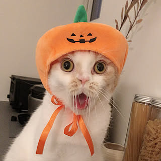 ねこと暮らす/ねこのいる日常/かぼちゃ/ハロウィン/猫 被り物...などのインテリア実例 - 2021-10-31 20:36:35