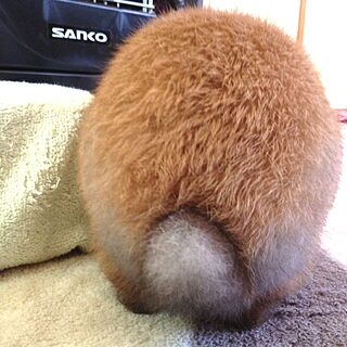 動物/ペットのインテリア実例 - 2013-05-24 11:00:00