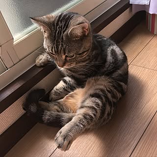 リビング/猫のいる生活/マンチカン 短足/ねこと暮らす。/猫...などのインテリア実例 - 2017-05-08 08:03:20