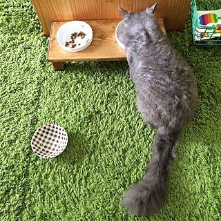 机/minne/猫/食器のインテリア実例 - 2015-06-08 00:22:26