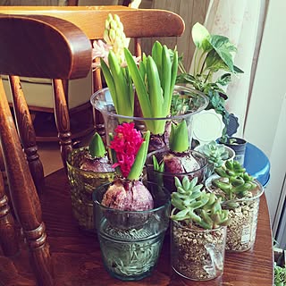 100均 ヒヤシンス水耕栽培の商品を使ったおしゃれなインテリア実例 Roomclip ルームクリップ