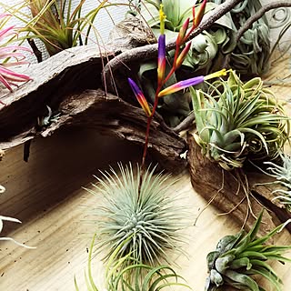 棚/s-Tillandsia/ionantha/@s-tillandsia/エアープランツ...などのインテリア実例 - 2016-04-28 15:55:18