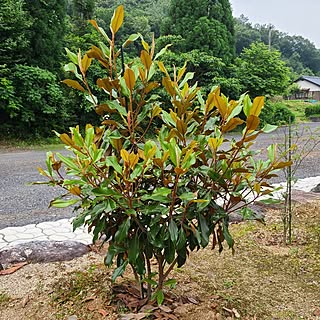 玄関/入り口/にわのある暮らし/グリーンのある暮らし/タイサンボクの木/タイサンボクの花...などのインテリア実例 - 2023-06-28 10:08:56