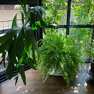 観葉植物のある暮らし/出窓のグリーン/コウモリラン苔玉/築３０年のお家/見ていただきありがとうございます...などのインテリア実例 - 2022-08-27 20:52:43