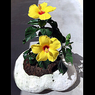花のある暮らし/植木鉢作りました！/コツコツトンカチで削りました！/珊瑚の石/ハイビスカス咲きました♪...などのインテリア実例 - 2020-03-30 09:04:20