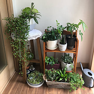 観葉植物のある部屋/観葉植物のある暮らし/観葉植物/グリーン/グリーンのある暮らし...などのインテリア実例 - 2021-09-25 09:37:31