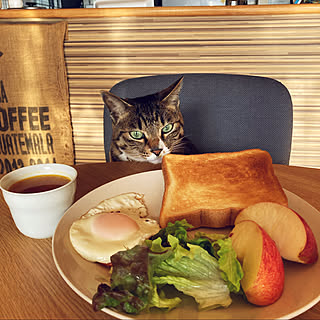 朝食のパン/朝食の風景/朝食/ねこがよろこぶ快適な部屋づくり/猫...などのインテリア実例 - 2023-02-13 07:39:53