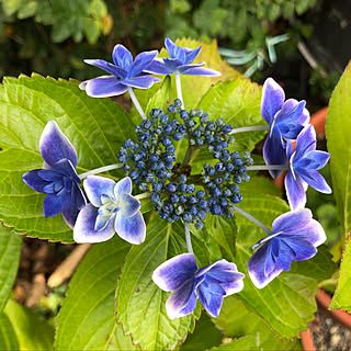 鉢植え/紫陽花 コンペイトウ/紫陽花♡/花のある暮らし/いいね！ありがとうございます♪...などのインテリア実例 - 2021-06-02 13:54:11