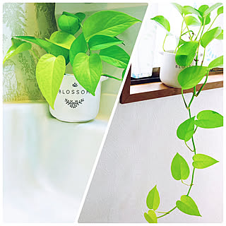 ダイソーのプランターのインテリア実例 Roomclip ルームクリップ