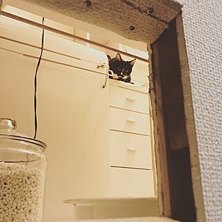 バス/トイレ/猫/猫のためのDIY/DIY/猫トイレ...などのインテリア実例 - 2017-02-19 18:24:44