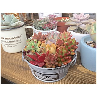 玄関/入り口/succulent plants/植中毒/多肉棚/多肉寄せ植え...などのインテリア実例 - 2016-02-12 15:37:26