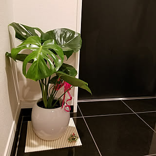 モンステラ 風水のおしゃれなアレンジ 飾り方のインテリア実例 Roomclip ルームクリップ