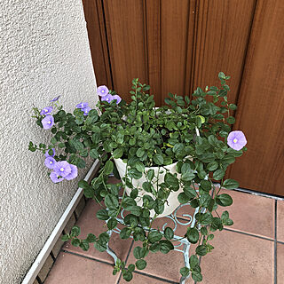 庭の花/お花が好き/紫色の花/コンボルブルス/7月の庭...などのインテリア実例 - 2022-07-09 10:23:07