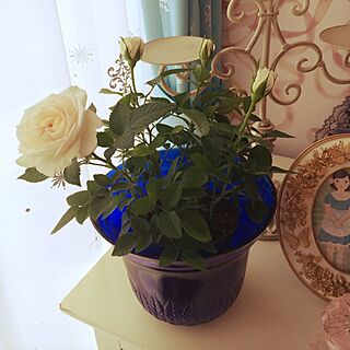 植物に癒される/植物/薔薇の花/バラ好きのインテリア実例 - 2014-06-14 15:00:44