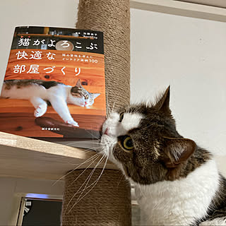 うちの子自慢/猫がよろこぶ快適な部屋づくり/運営チームの皆さまに感謝/ありがとうございます♡/皆様に感謝♡...などのインテリア実例 - 2022-02-08 23:19:10