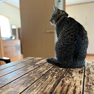 テーブルdiy/癒し/ねこのいる日常/猫と暮らす/机のインテリア実例 - 2022-04-16 12:19:00