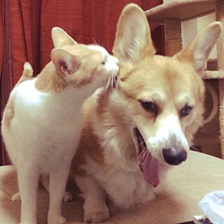 リビング/猫/犬/犬猫のインテリア実例 - 2015-04-01 21:01:25