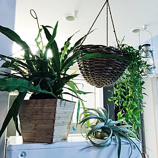 キッチン/IG→a___.s___/観葉植物/雑貨/IKEA...などのインテリア実例 - 2016-09-22 20:33:26