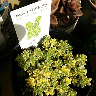 多肉植物/べらんだGarden。/多肉植物増やすぞ！/NOGreenNOLife/多肉植物初心者のインテリア実例 - 2015-02-07 11:39:45