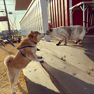 猫と犬/ねこのいる日常/北欧住宅/猫と暮らす家/ねこと暮らす...などのインテリア実例 - 2020-03-12 17:37:34