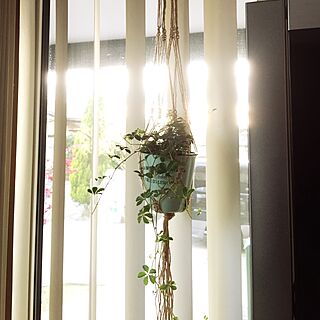 リビング/mamaikuko/シュガーバイン/プラハン/観葉植物のインテリア実例 - 2016-04-04 18:07:47