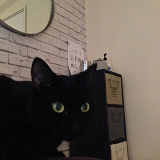 リビング/黒猫/猫/IKEA ミラー/レンガ壁紙のインテリア実例 - 2014-11-25 01:18:24