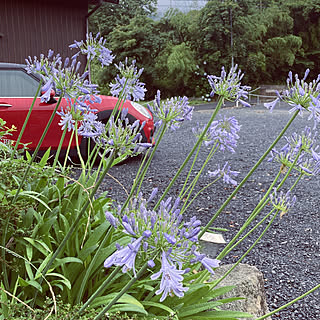 ちょっと寂しい/アガパンサス/雨上がりの朝/玄関/入り口/雨晒し...などのインテリア実例 - 2022-06-22 07:38:27