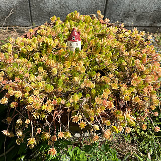 多肉ちゃん育て苦手だよん/3月25日/花のある暮らし/スウェーデンアイビーの輪/グラスジェムコーン部...などのインテリア実例 - 2020-03-25 10:23:44