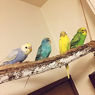 壁/天井/流木/インコと暮らす家/セキセイインコ/癒し♡...などのインテリア実例 - 2017-06-07 17:46:59