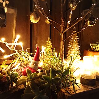 壁/天井/クリスマス/多肉植物/クリスマスツリー/植物...などのインテリア実例 - 2015-12-04 17:16:57