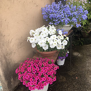 アズーロコンパクト スカイブルーのインテリア実例 Roomclip ルームクリップ