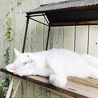 植物/庭/猫/ねこ部/雑貨...などのインテリア実例 - 2020-06-28 22:43:50