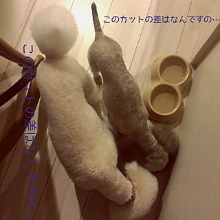 キッチン/インスタ ayayuarise/アメブロ okaya10/トイプードルのインテリア実例 - 2016-09-13 22:43:55