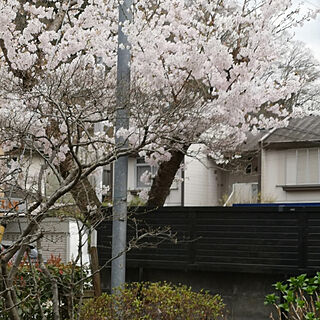 部屋全体/花のある暮らし/桜/さくら/季節の花...などのインテリア実例 - 2020-03-31 09:25:31