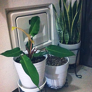 玄関/入り口/多肉植物のある生活/観葉植物のある生活/サンスベリア/観葉植物...などのインテリア実例 - 2022-10-06 21:13:10