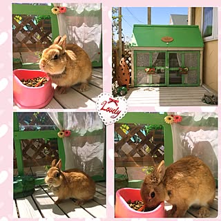 うさぎのお家♡のインテリア実例 | RoomClip(ルームクリップ)