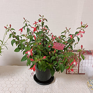 鉢植え/フクシア/観葉植物/植物/一人暮らし...などのインテリア実例 - 2023-03-29 22:32:14