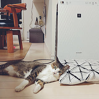 nekomiさんの実例写真