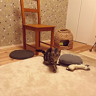 IKEAの椅子/カインズ 猫用ぬいぐるみ/AntronHomeラグ/アントロンホームラグ/ペットと暮らす家...などのインテリア実例 - 2019-11-13 22:35:56