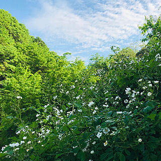 昨日の朝のお写真です/野ばら/バラが大好き/バラの香り/庭...などのインテリア実例 - 2020-05-18 09:23:30
