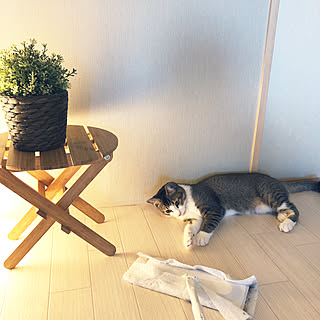 ねこのいる風景/清潔を保つ/ネコに夢中です。/雑貨/IKEA...などのインテリア実例 - 2020-03-24 07:40:07