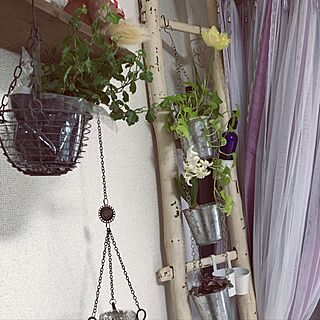 壁/天井/観葉植物のインテリア実例 - 2017-02-24 09:56:30